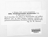 Cladosporium herbarum image